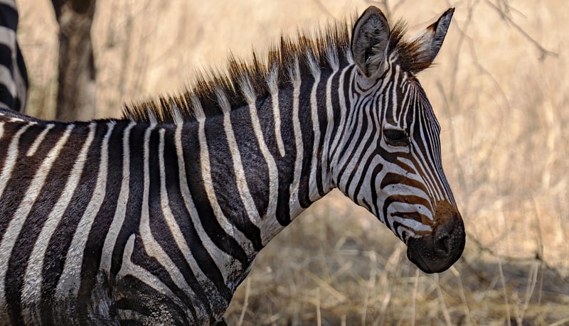 Serengeti Under Canvas